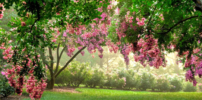 Crape Myrtle Considerations