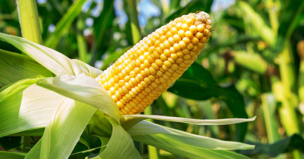 Indiana corn getting “floppy” from rapid soil drying