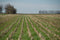 Understanding Cover Crops in Arkansas