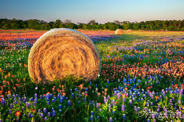 Weigh and sample hay bales before you buy